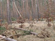 Informacja o uszkodzonych drzewostanach na skutek przejścia huraganowych wiatrów w dniach 16-21 luty 2022 r.