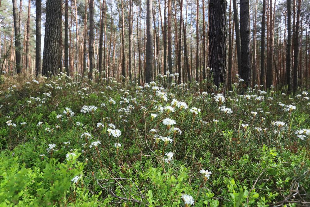 Bagno zwyczajne to zimozielony, krótkowieczny (dożywający do 30 lat) krzew wysokości 1-1,5 m. Roślina ta występuje na terenach podmokłych, zacienionych i zakwaszonych (mokre lasy sosnowe, torfowiska wysokie, bory bagienne).