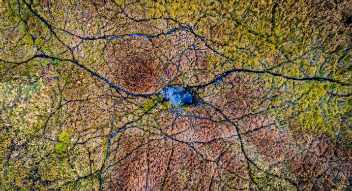 Jak neuronowa sieć. Fot. Łukasz Gwiździel